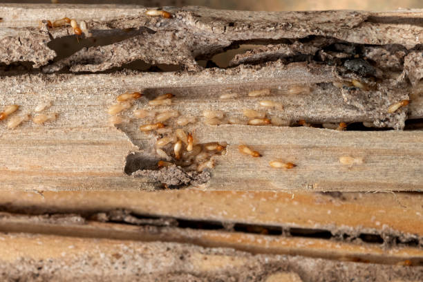 Best Exterminator Services  in Burlington, OH