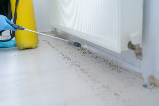 Pest Prevention Services in Burlington, OH